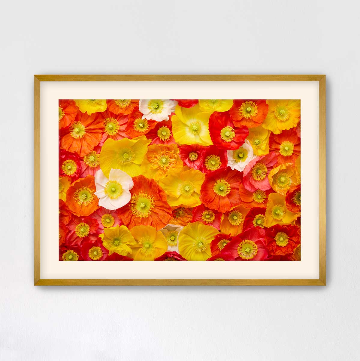 Glowing Fields Of Poppies - Horizontal