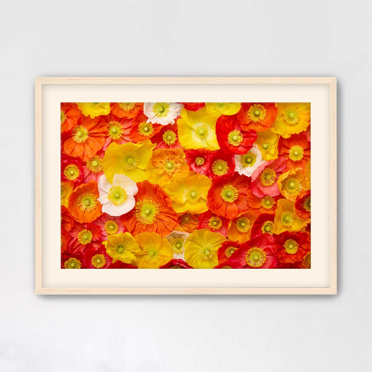 Glowing Fields Of Poppies - Horizontal