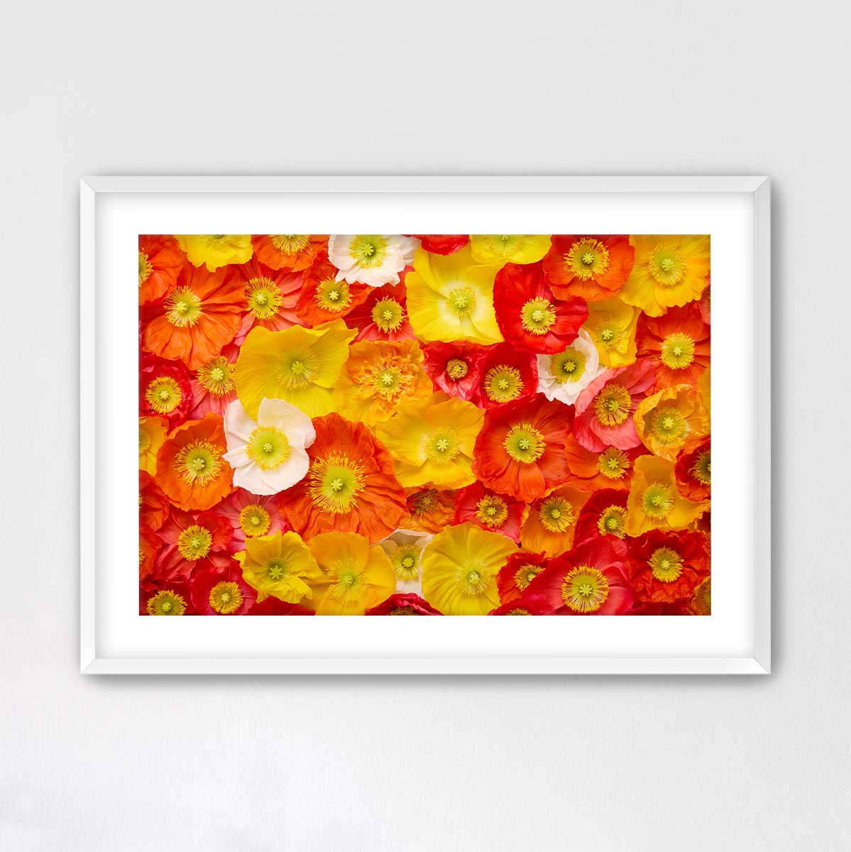 Glowing Fields Of Poppies - Horizontal