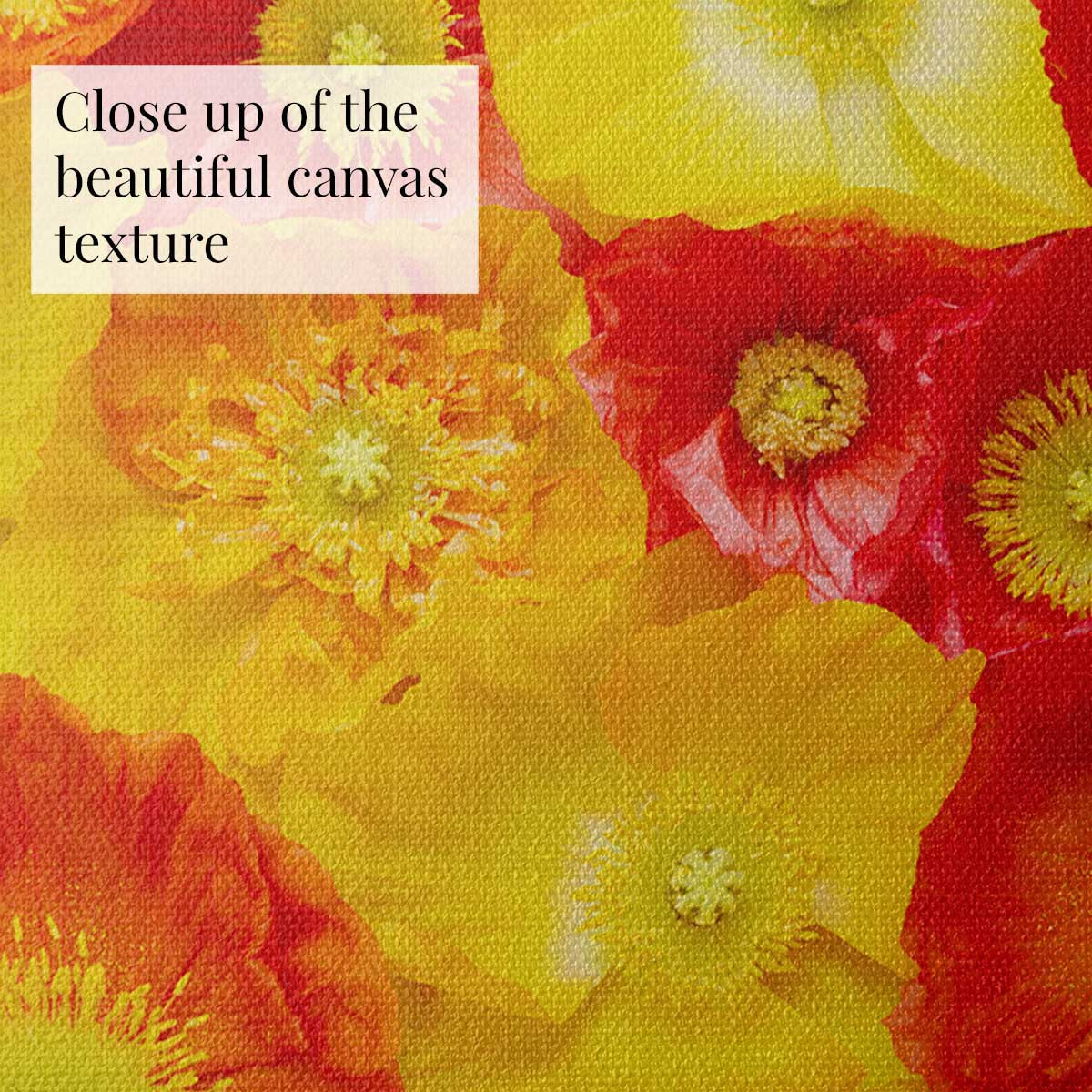 Glowing Fields Of Poppies - Horizontal