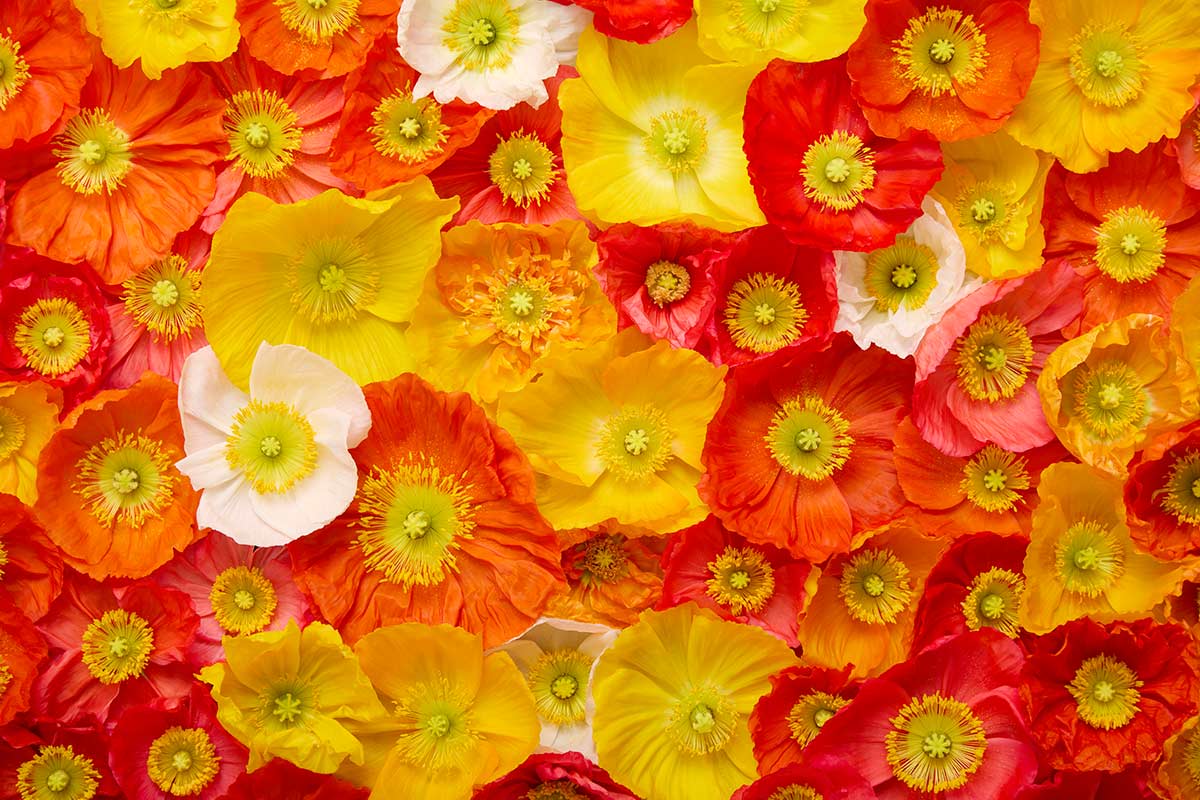 Glowing Fields Of Poppies - Horizontal