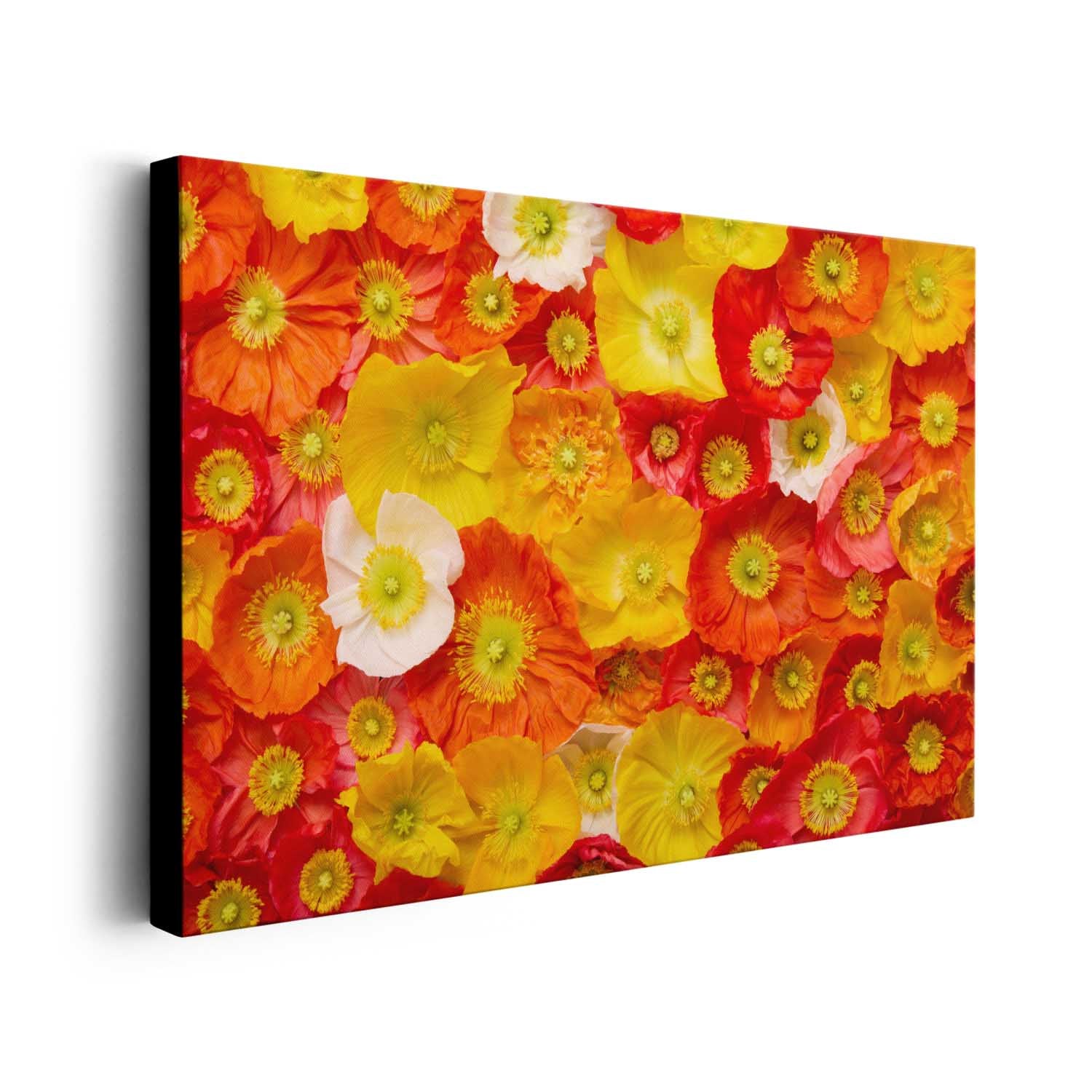 Glowing Fields Of Poppies - Horizontal