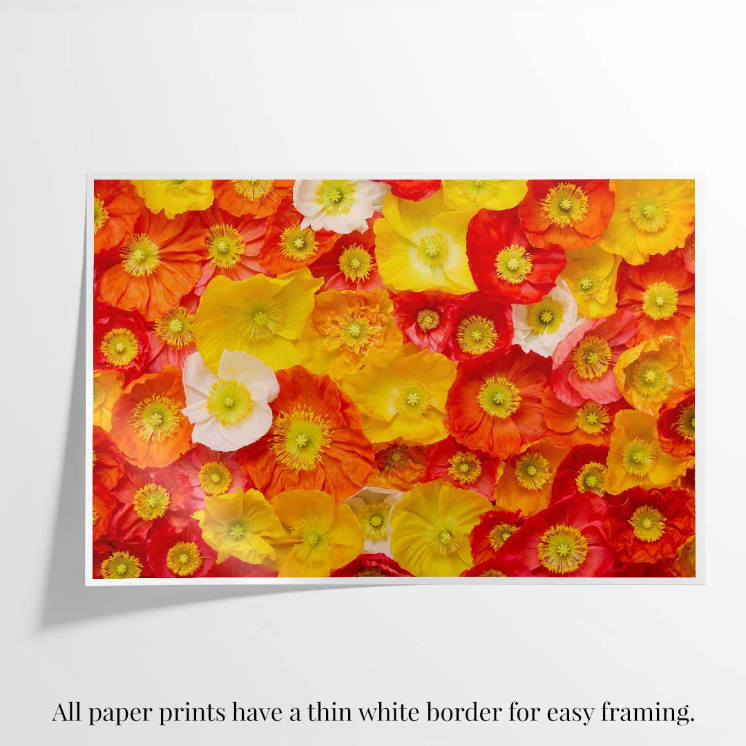 Glowing Fields Of Poppies - Horizontal