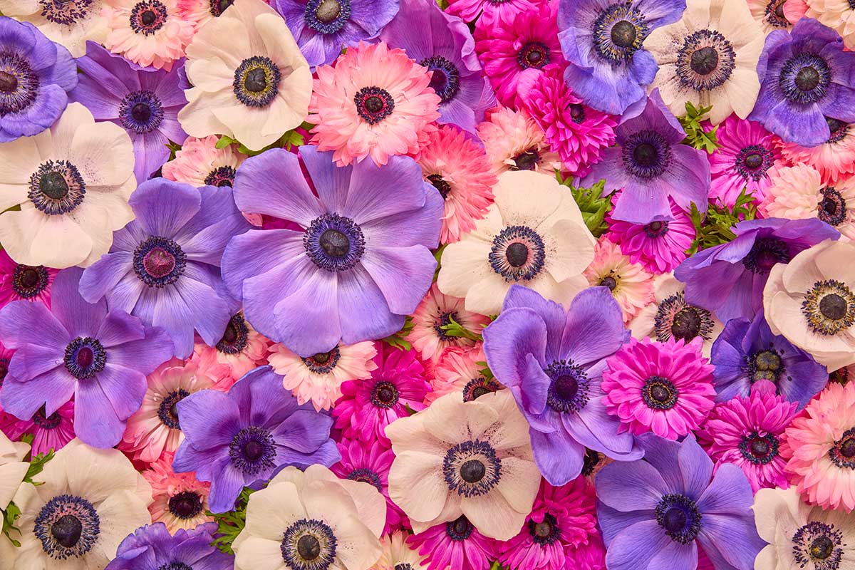 Purple Passion - Horizontal