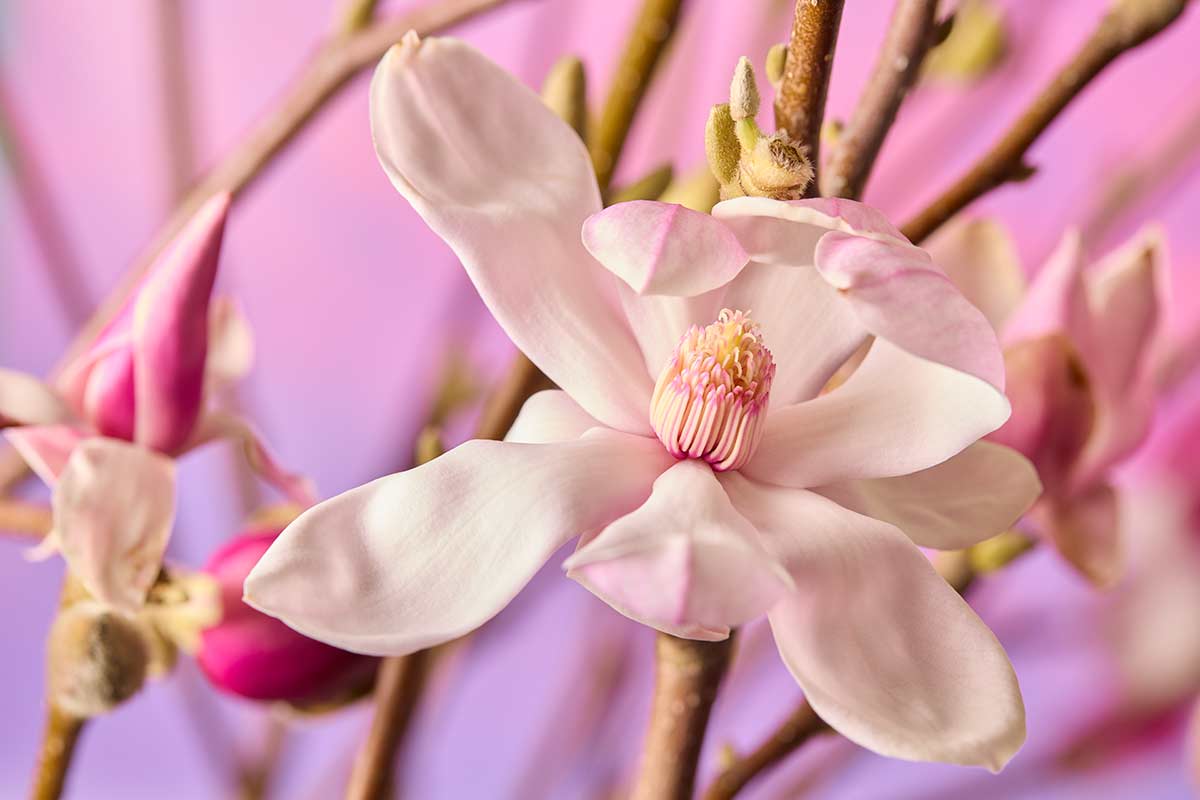 Magnolia Whisper
