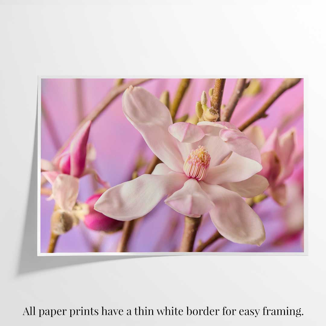 Magnolia Whisper
