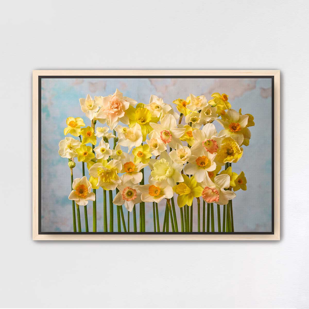 Daffodil Choir