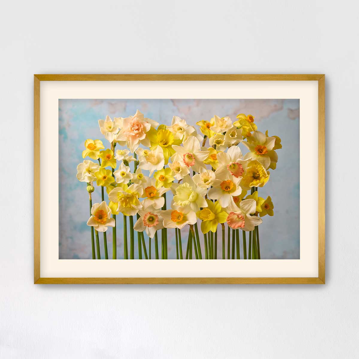 Daffodil Choir