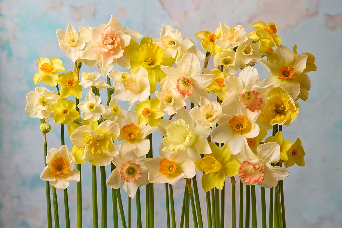 Daffodil Choir