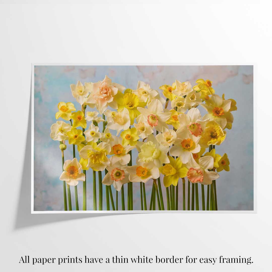 Daffodil Choir