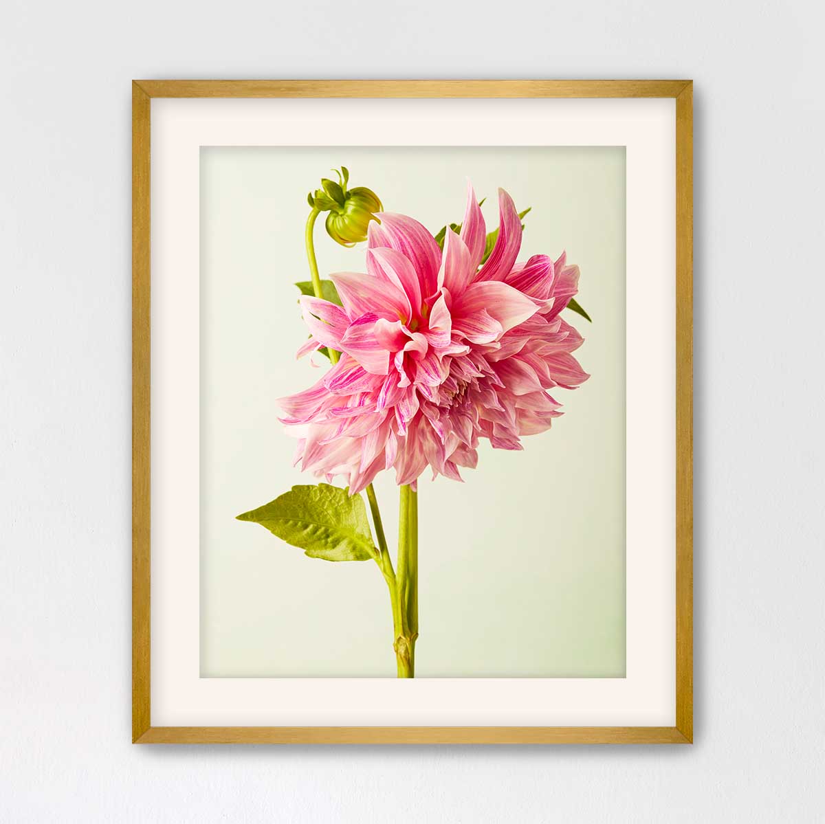 A framed photograph of a single, vibrant pink dahlia flower with a green stem and leaves.
