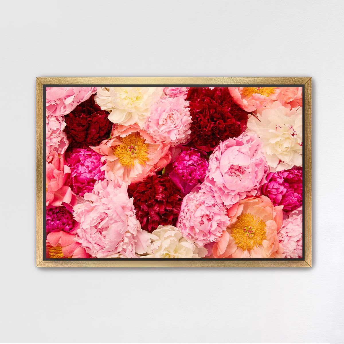 Peony Rhapsody - Horizontal