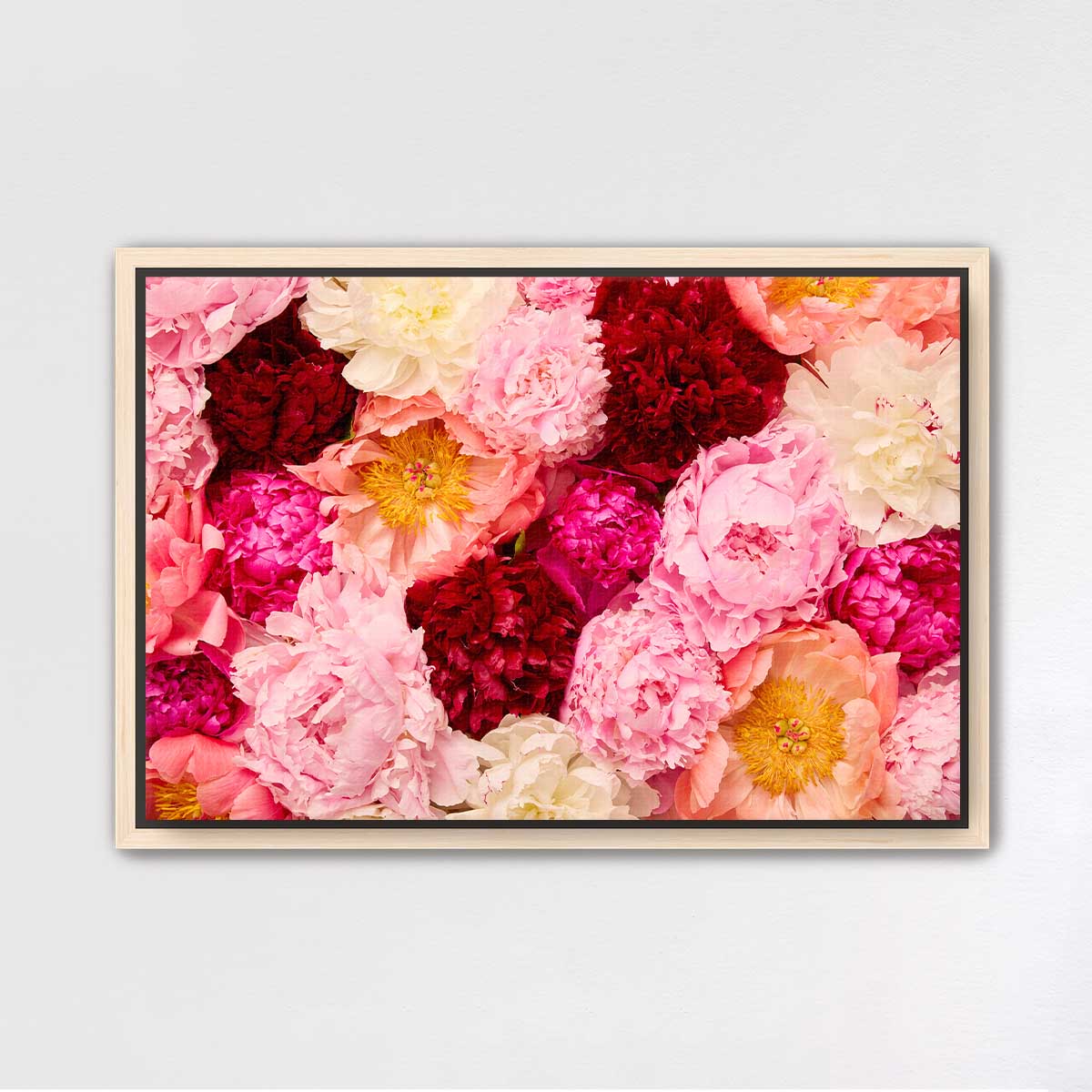 Peony Rhapsody - Horizontal