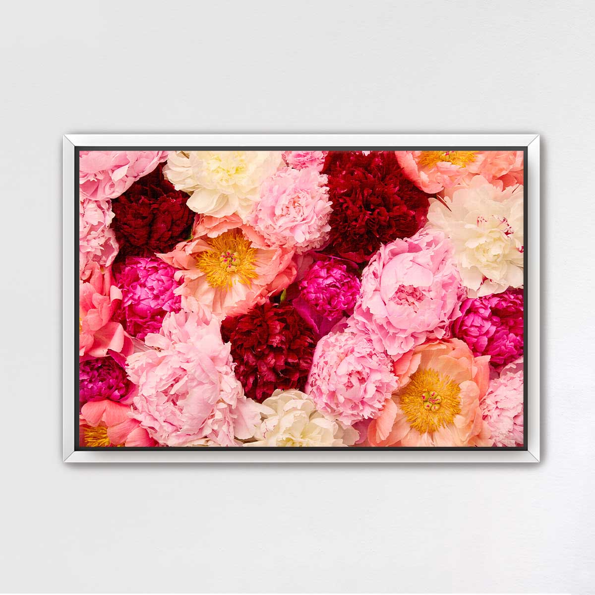 Peony Rhapsody - Horizontal