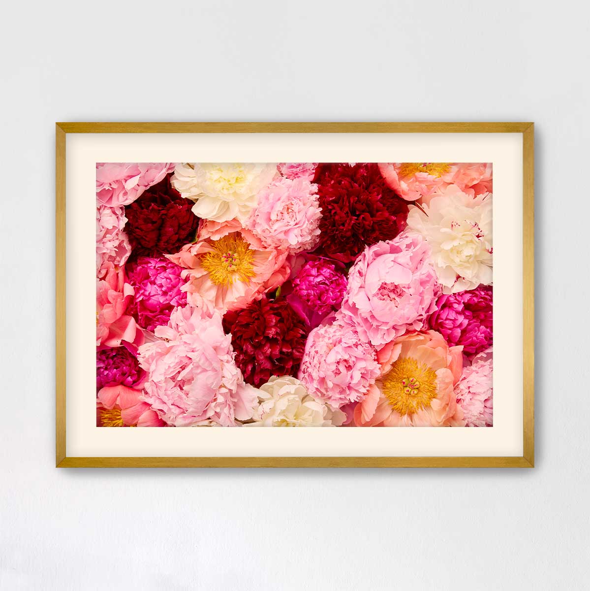 Peony Rhapsody - Horizontal