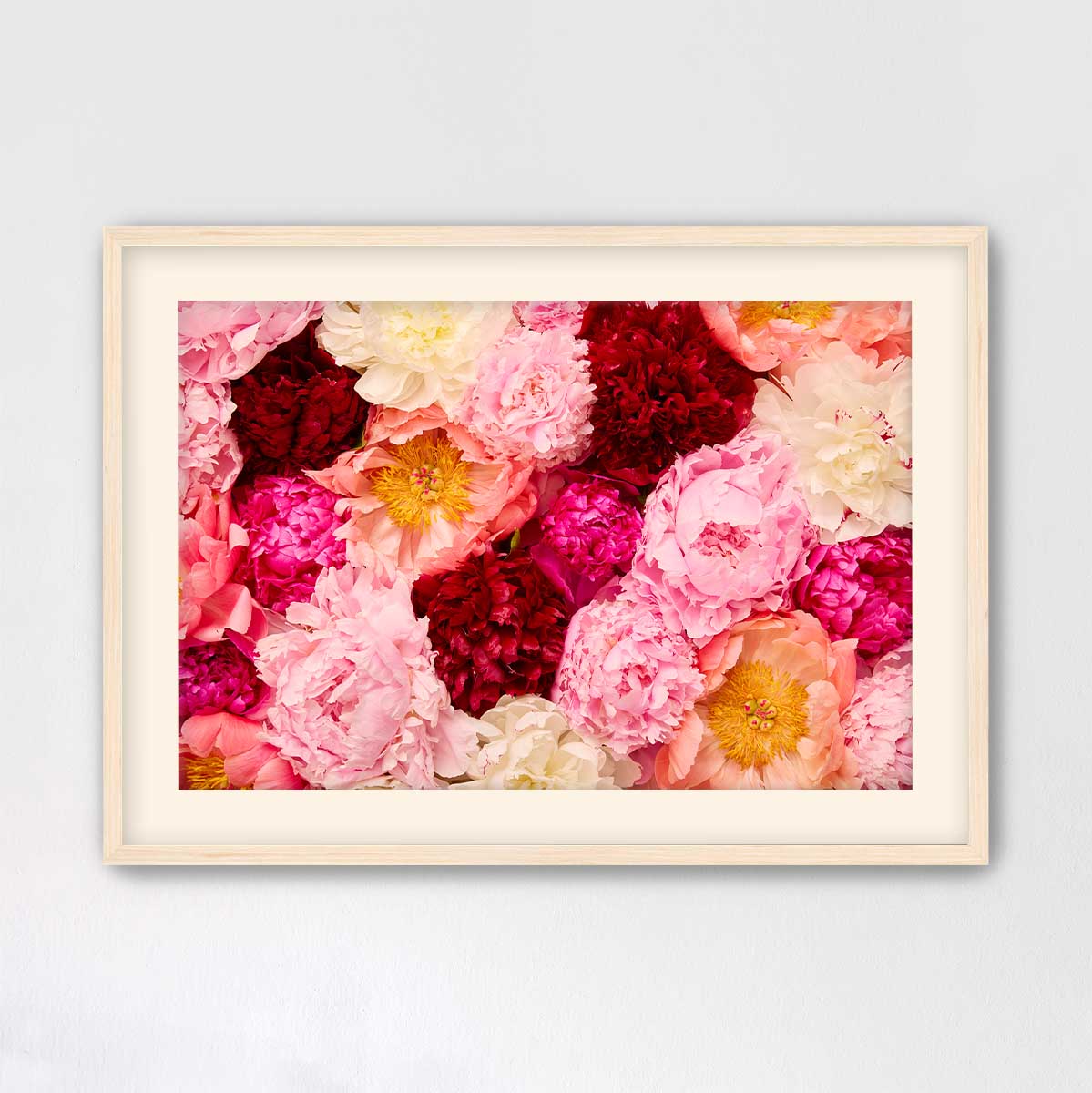 Peony Rhapsody - Horizontal