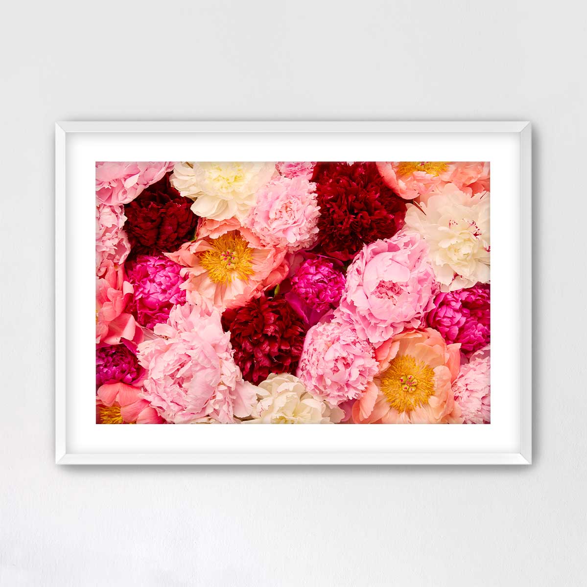 Peony Rhapsody - Horizontal
