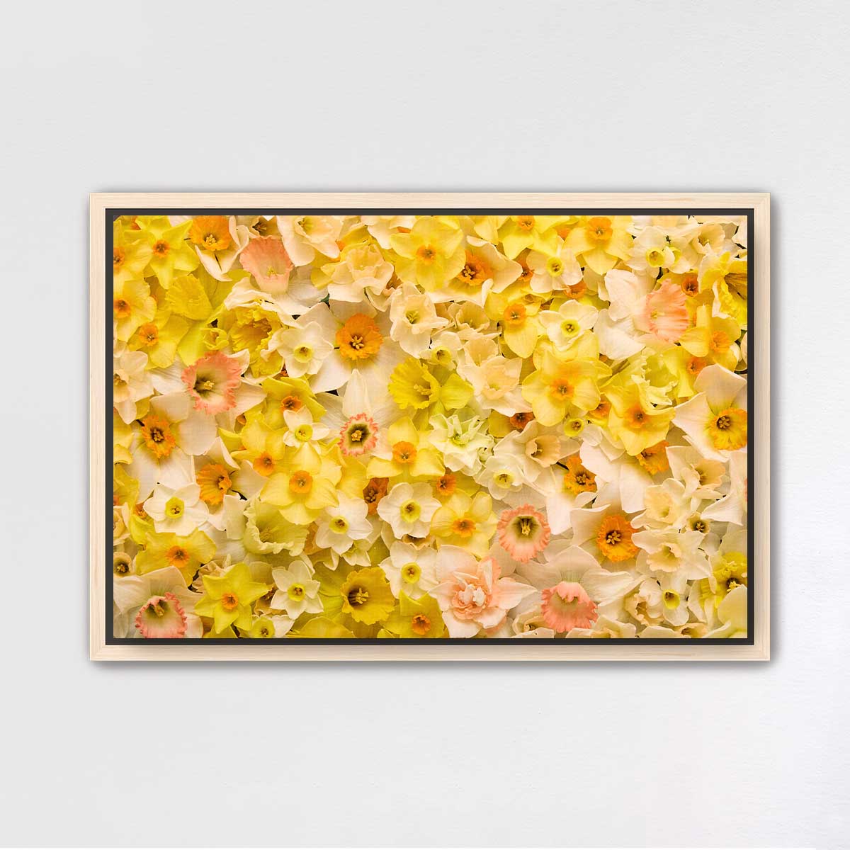 Daffodil Dreams Horizontal