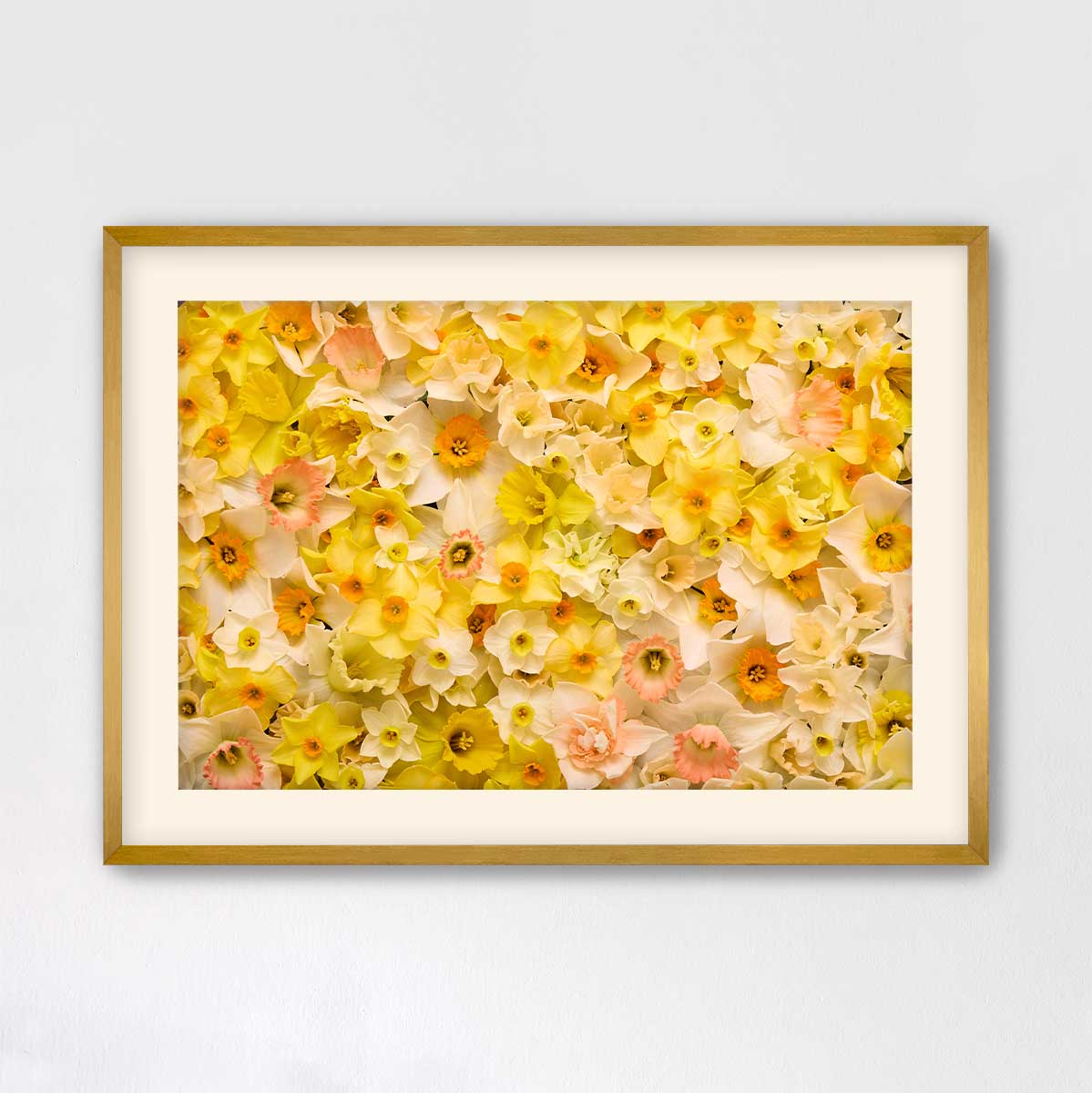 Daffodil Dreams Horizontal