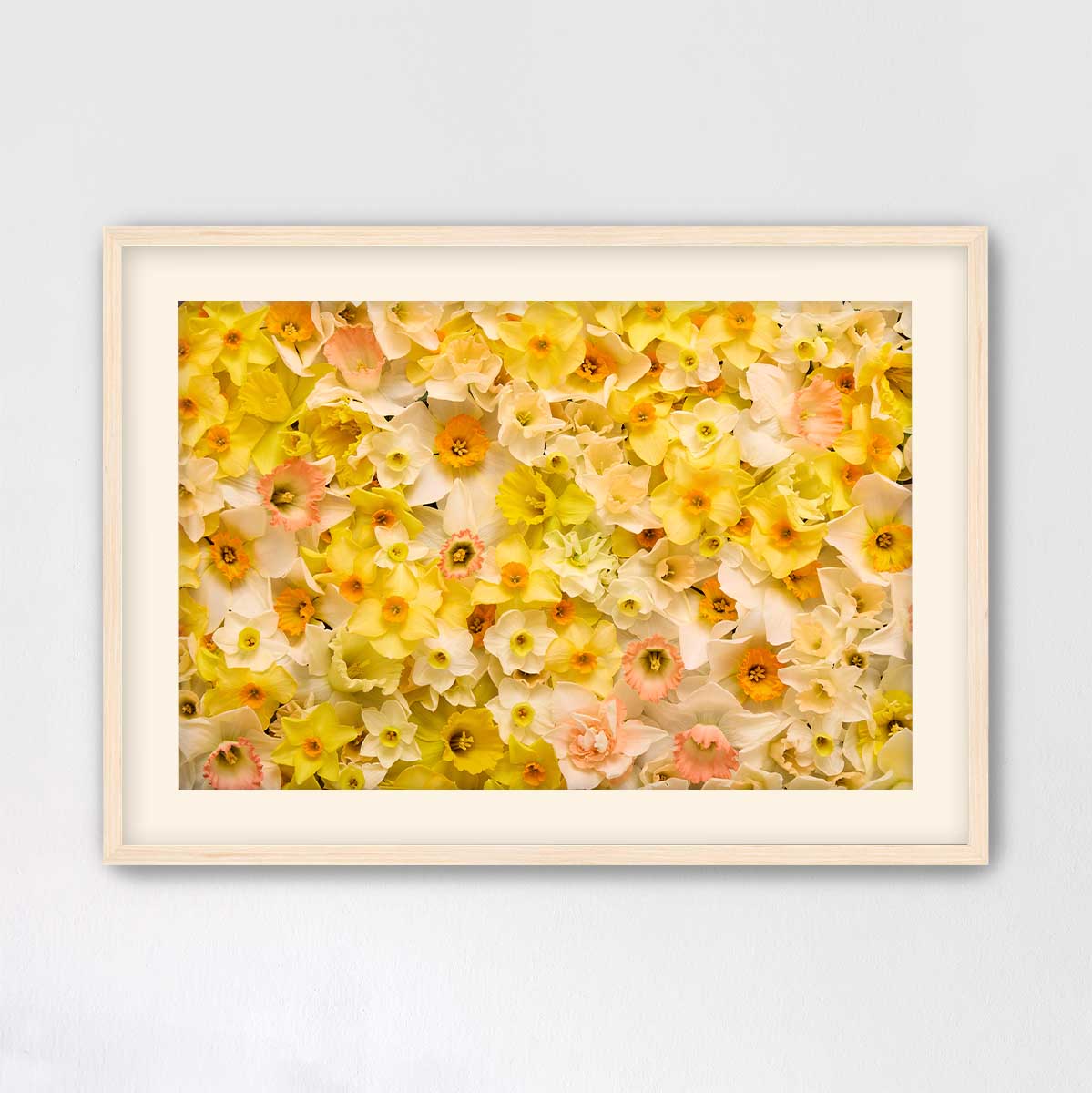 Daffodil Dreams Horizontal