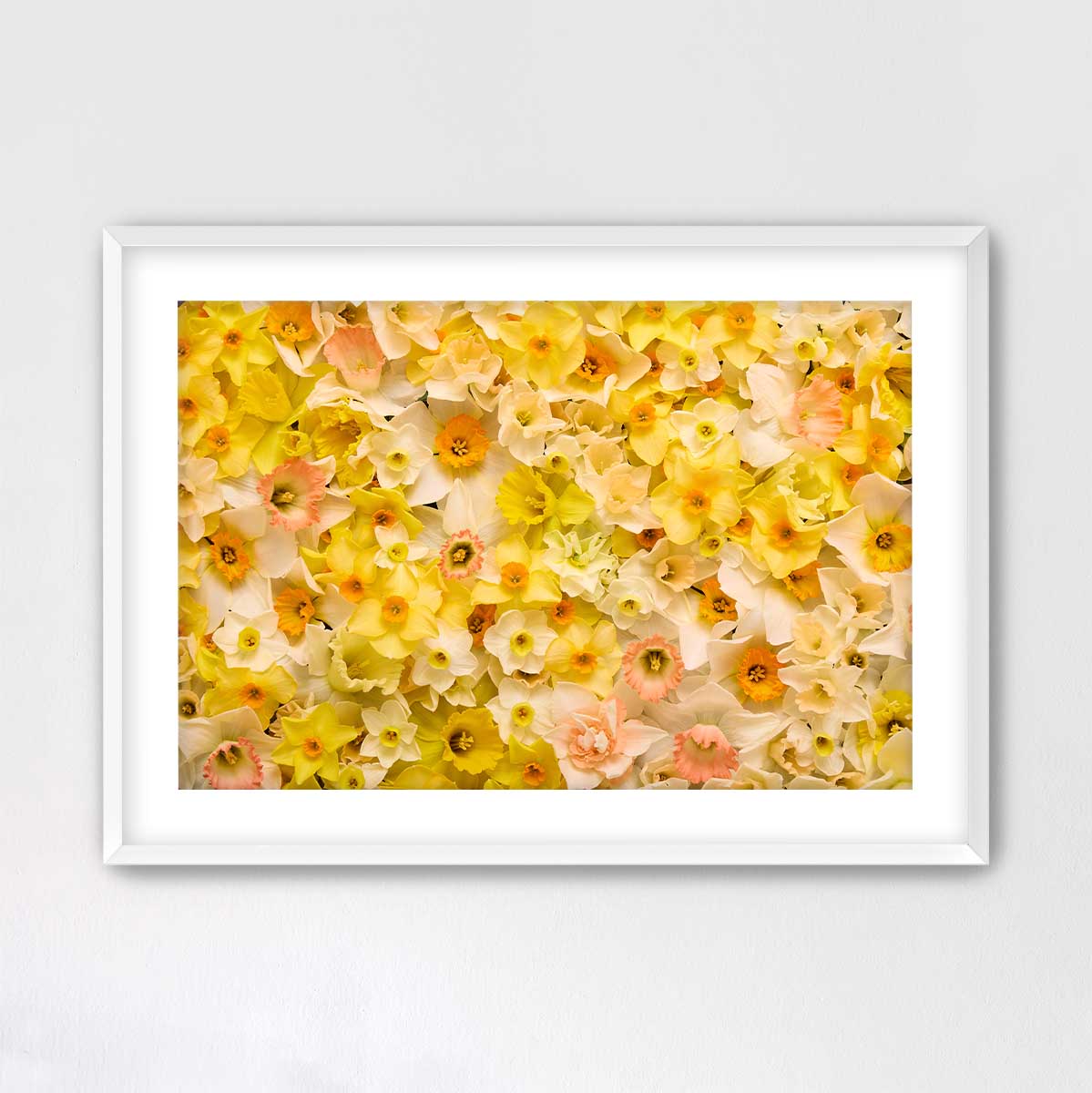 Daffodil Dreams Horizontal