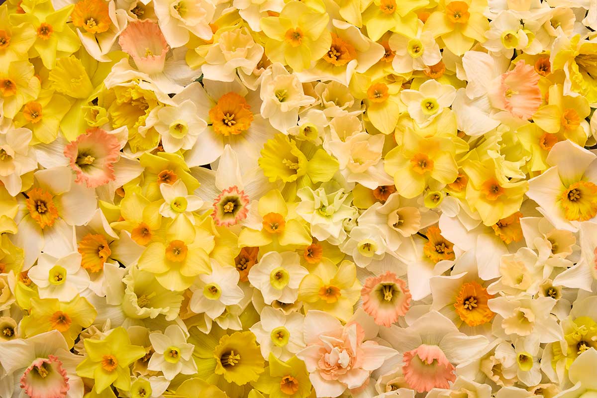Daffodil Dreams Horizontal