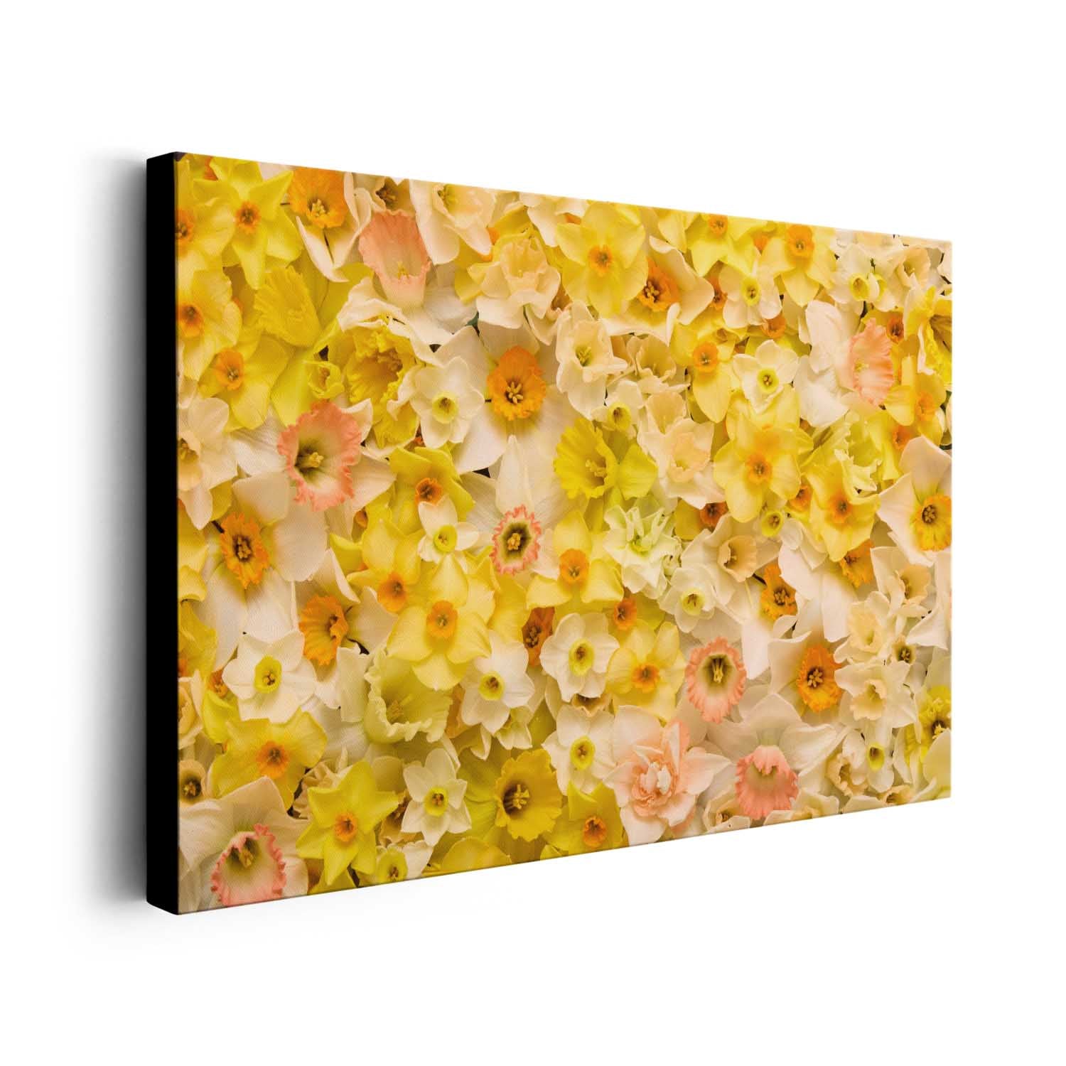 Daffodil Dreams Horizontal