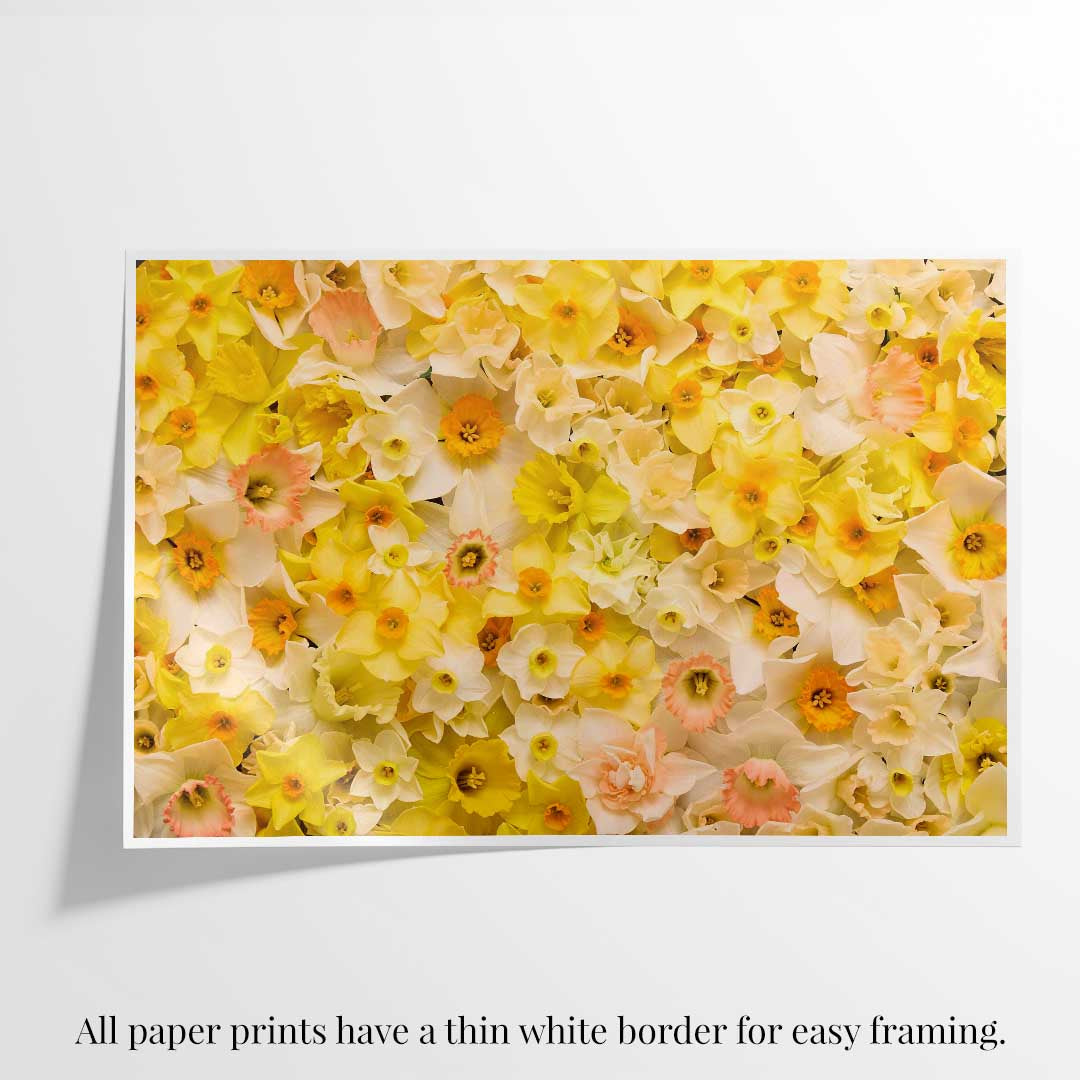 Daffodil Dreams Horizontal