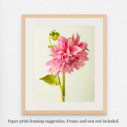 The Budding Beauty Dahlia is a framed minimalist art piece capturing the intricate layers of a pink dahlia on a light background, highlighting each petals delicate details to create an elegant focal point in any space. Image is shown with a two inch mat and a natural wood frame with text explaining the frame and mat are not included with order.