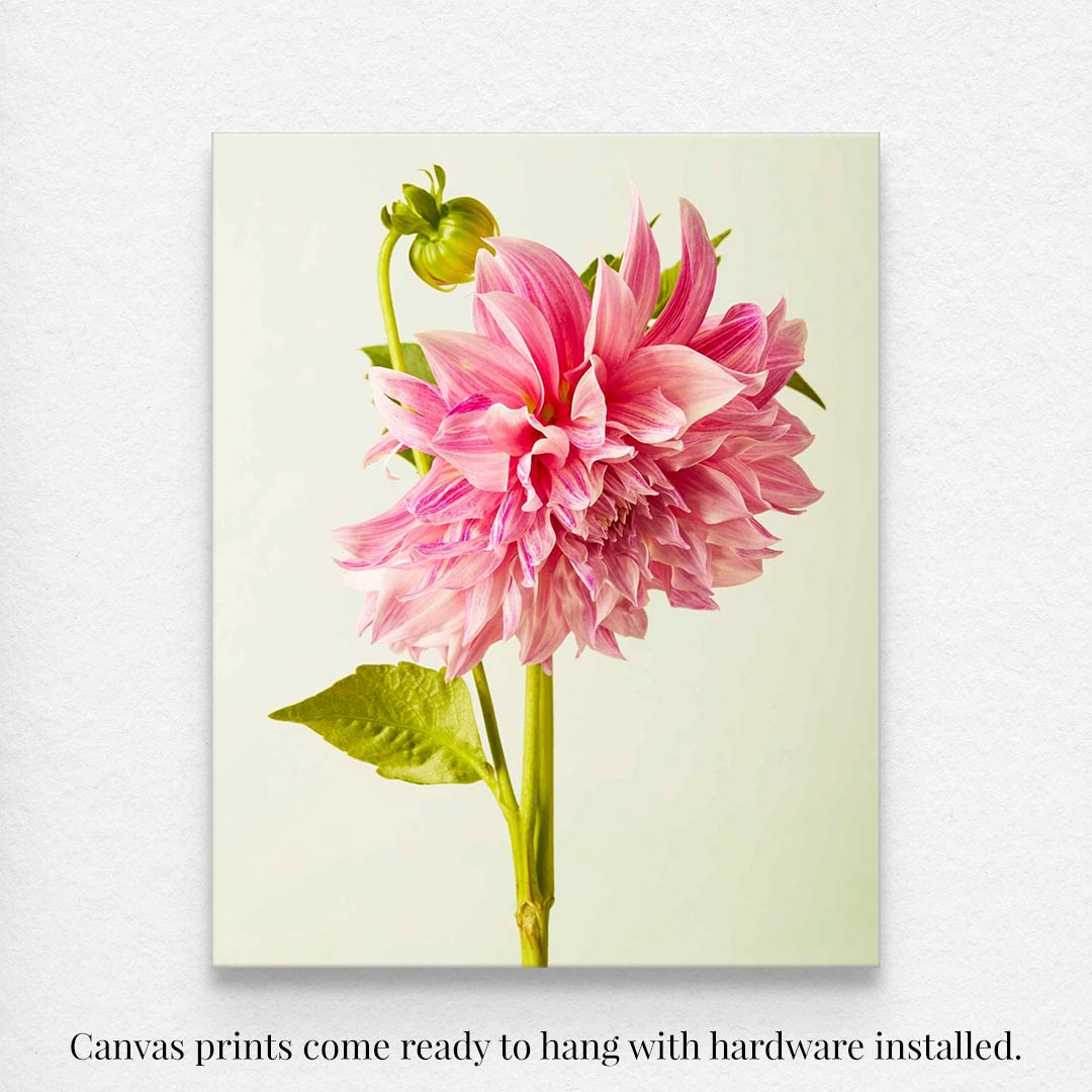 The Budding Beauty Dahlia canvas showcases a pink dahlia against a light green backdrop, accented by green leaves and a budding bloom. It arrives ready to hang with hardware installed.