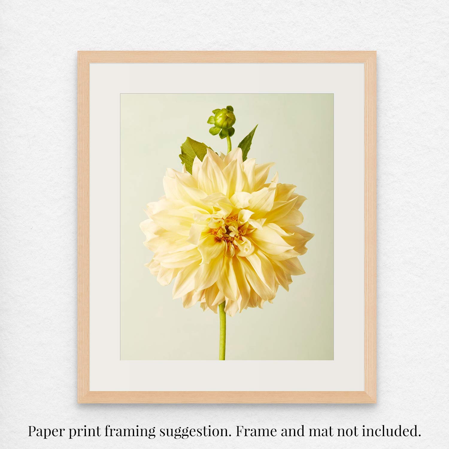 Champagne Petals: A fine art giclee print featuring a Café au Lait dahlia with a bud against a pale green background, displayed in a light wood frame on a textured white surface. Frame and mat not included.