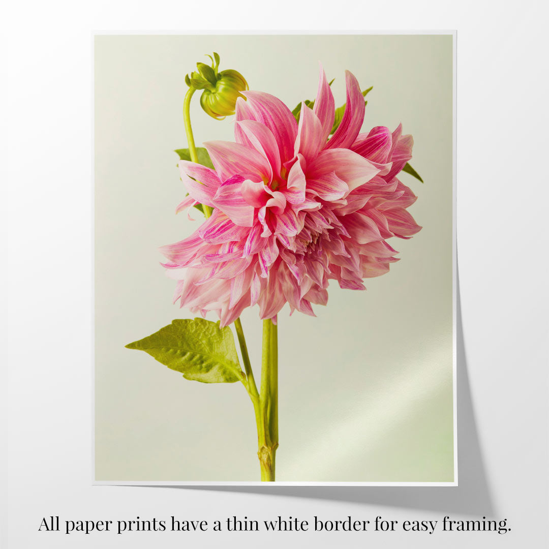 This fine art print, Budding Beauty Dahlia, captures a close-up of a pink dahlia with layered petals next to a green bud and leaf on a white background. It includes a thin white border for framing.