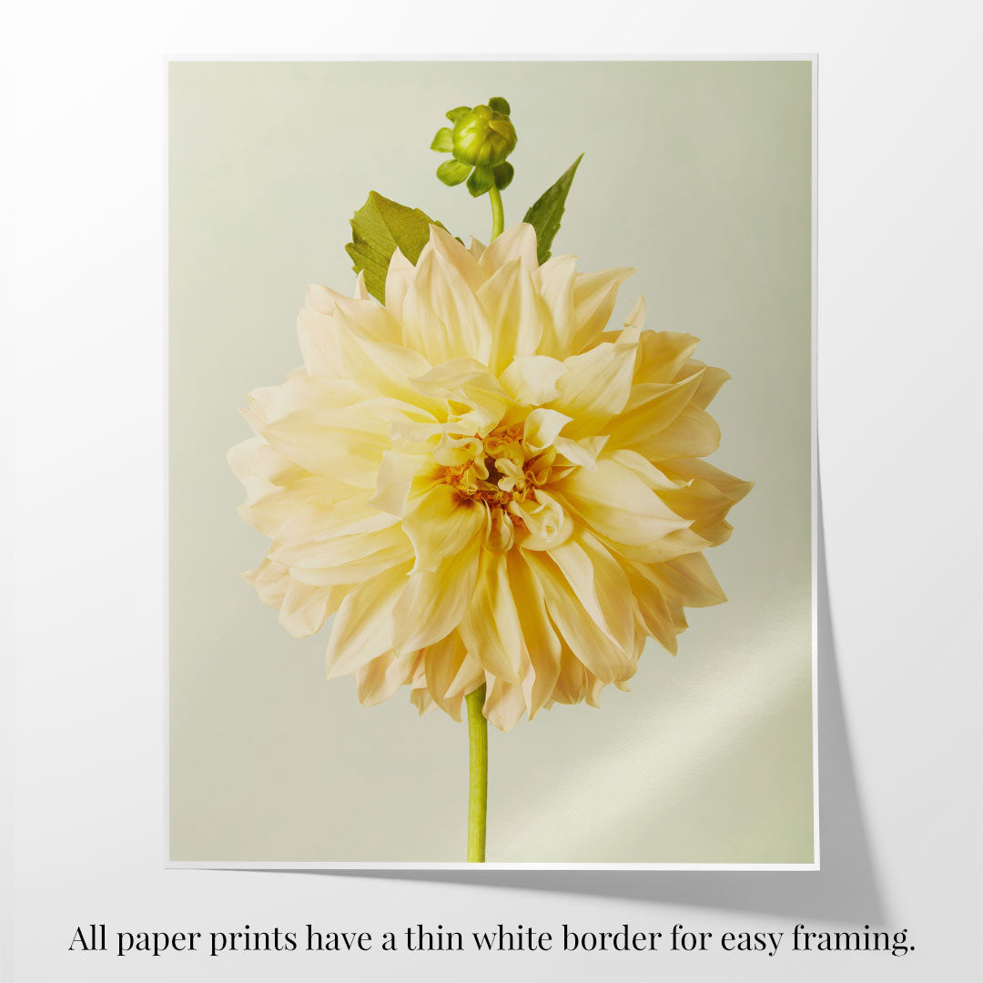 The Champagne Petals canvas wall art showcases a Café au Lait dahlia with lush, pale yellow petals centered against a light background. It features a thin white border that elegantly enhances its captivating beauty.