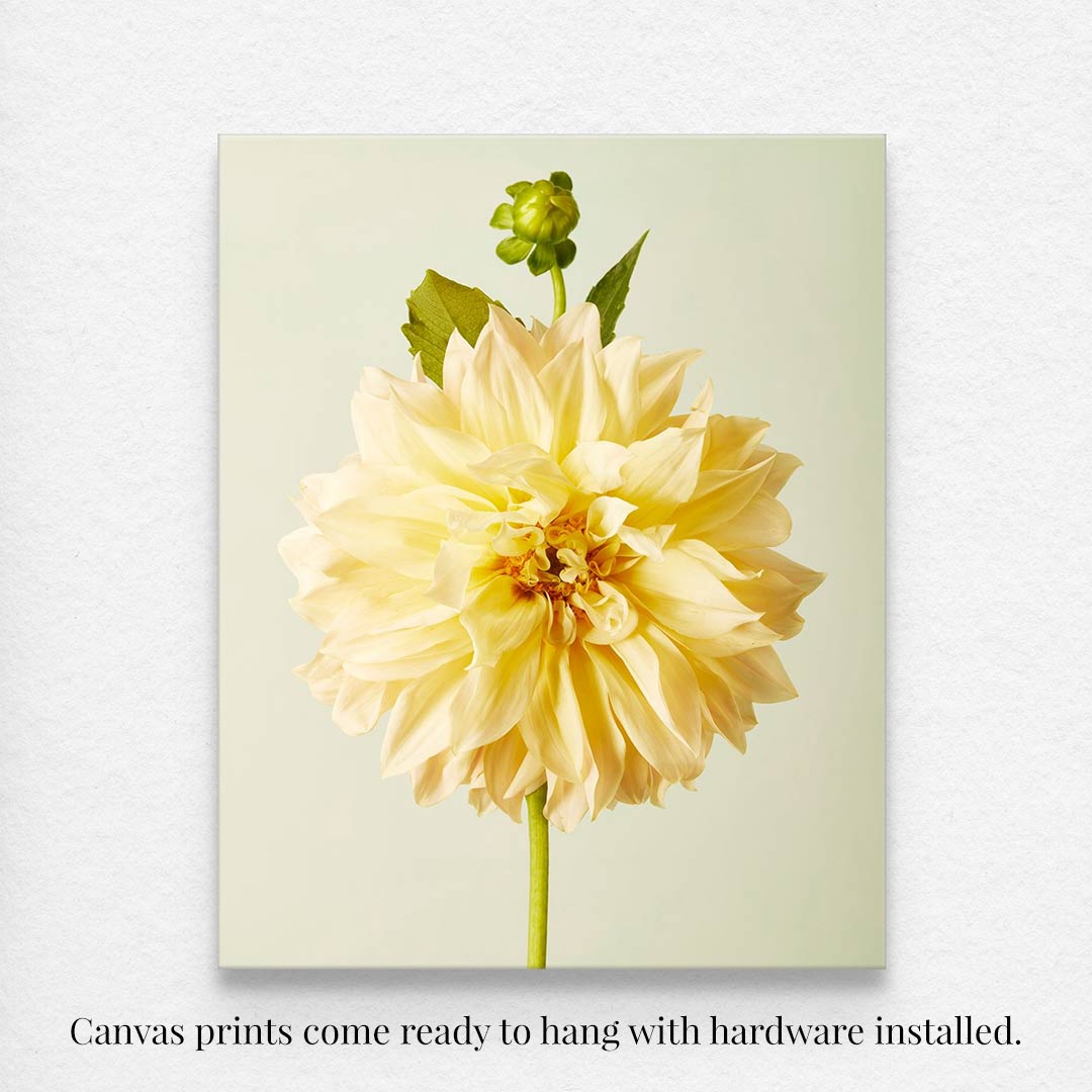 The Champagne Petals canvas print showcases a close-up of a large pale yellow Café au Lait dahlia with green leaves on a light background. This fine art giclee wall art comes ready to hang with hardware installed.