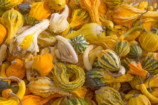 Autumn Gourds