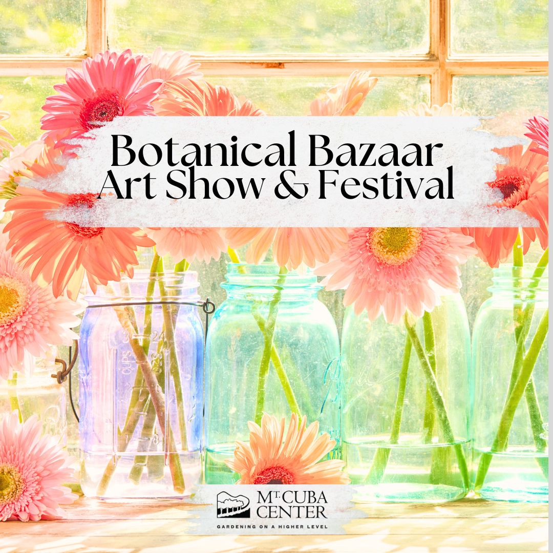 Sunlit glass jars filled with pink gerbera daisies sit on a windowsill behind text announcing a botanical bazaar art show and festival at the Mt. Cuba Center.