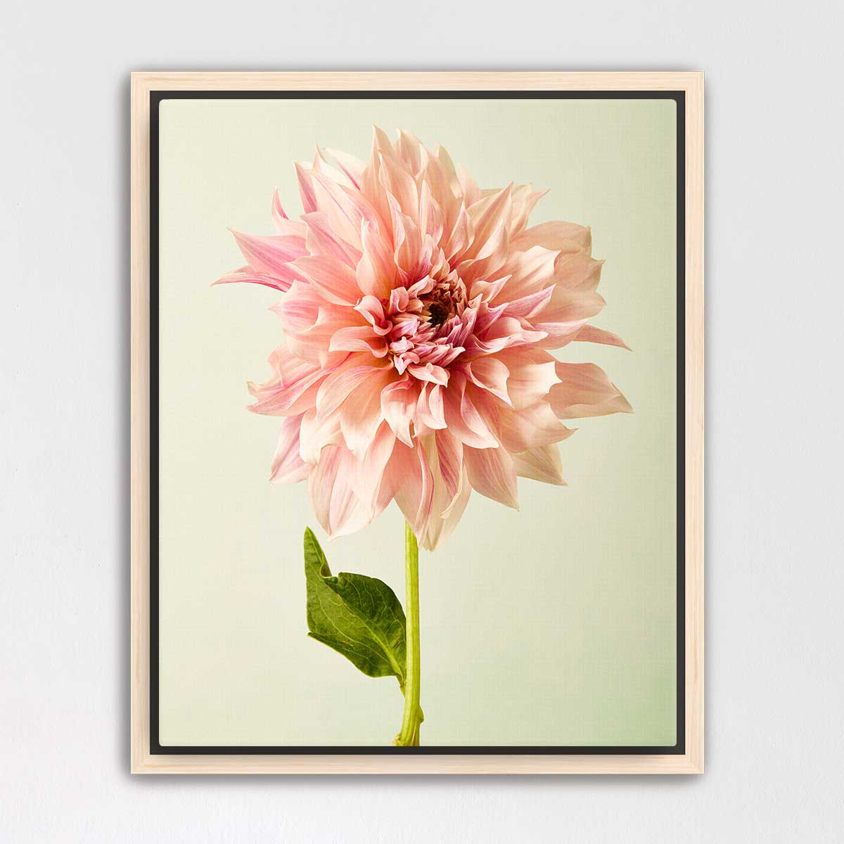 A large, vibrant pink dahlia flower in full bloom, with its petals spread wide and a green stem visible.