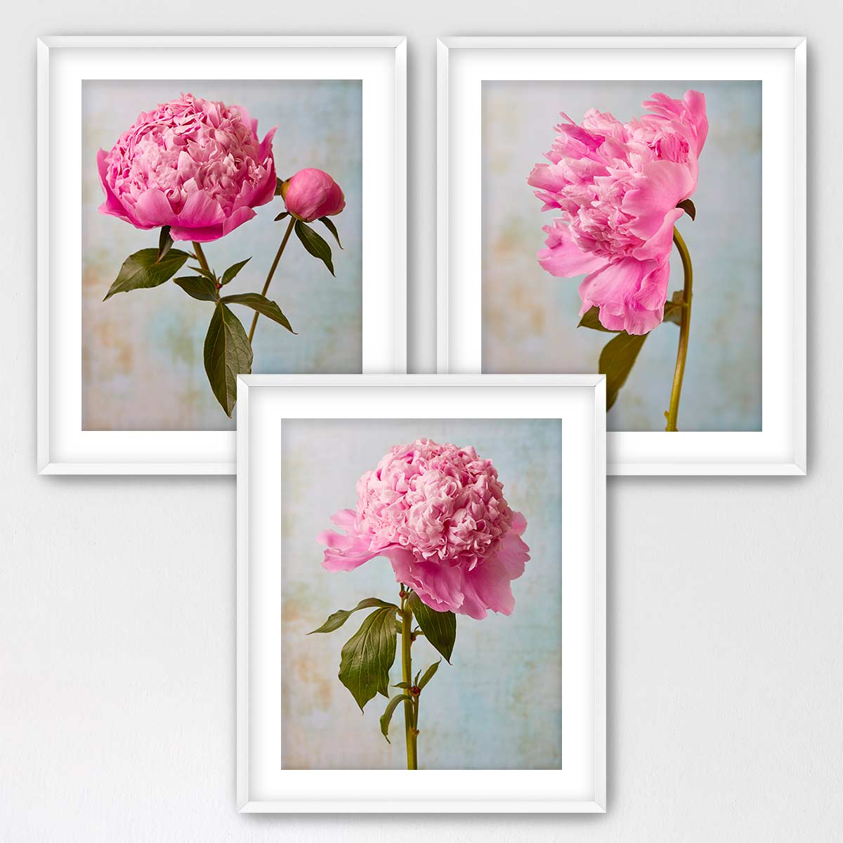 three framed pictures of pink peonies, each with a different arrangement of the flowers.
