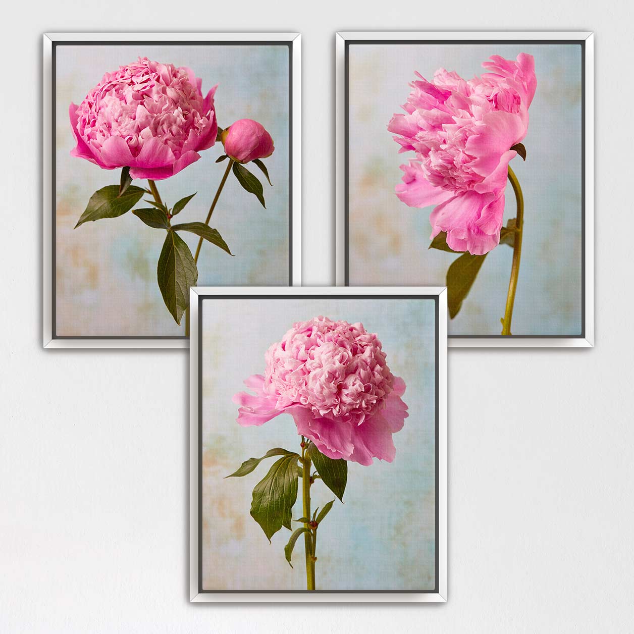 three framed pictures of pink peonies, each with a different arrangement of the flowers.