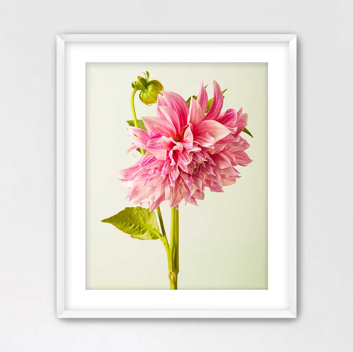 A framed photograph of a single, vibrant pink dahlia flower with a green stem and leaves.