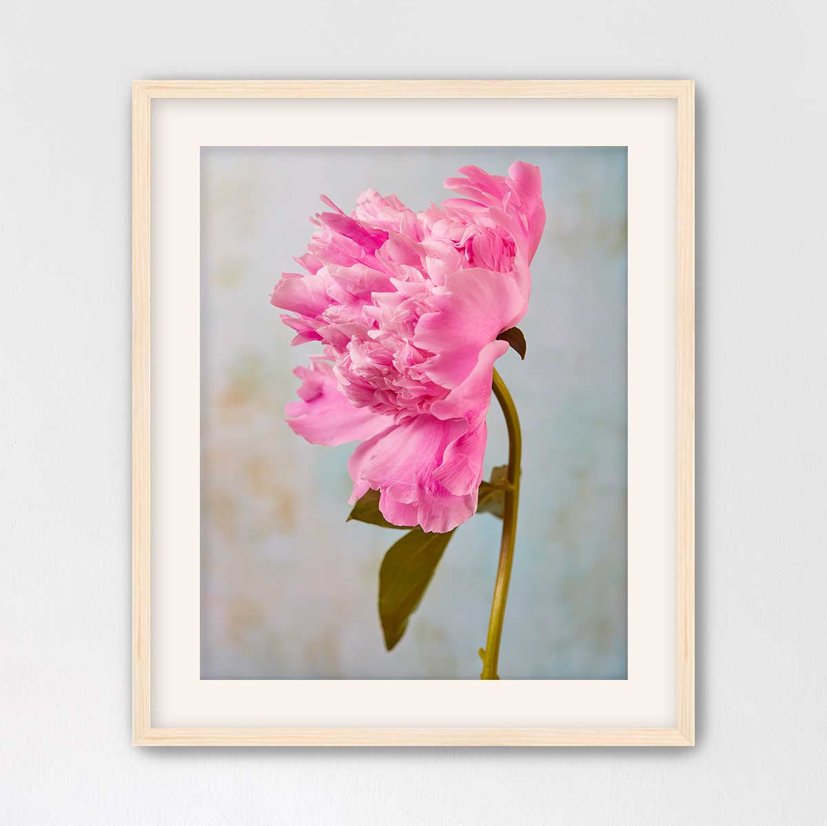 A framed photograph of a single, vibrant pink peony flower in full bloom.