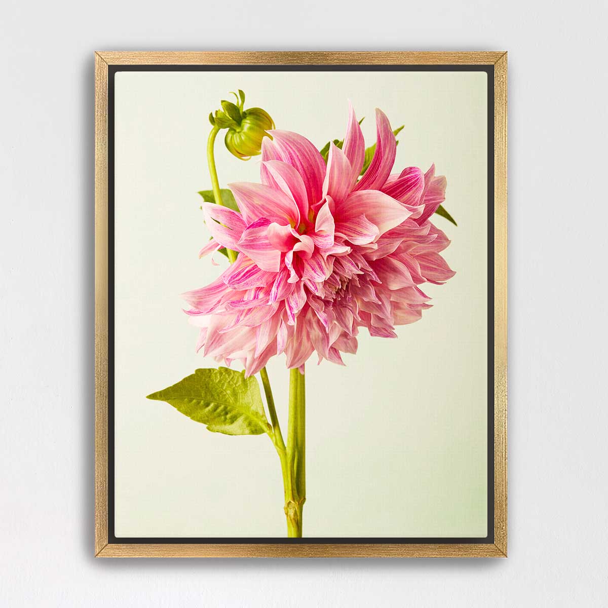 A framed photograph of a large, vibrant pink dahlia flower with a green stem and leaves.