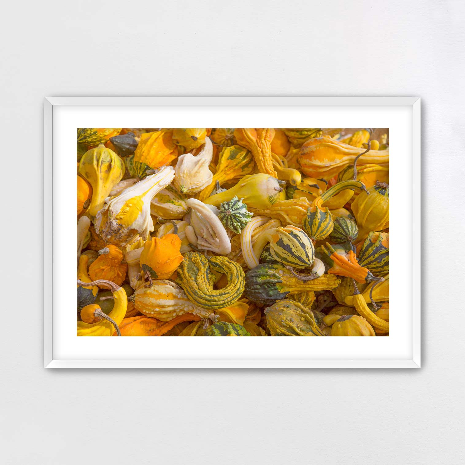 A framed image of a variety of gourds in different shapes, sizes, and colors, including yellow, green, and orange.