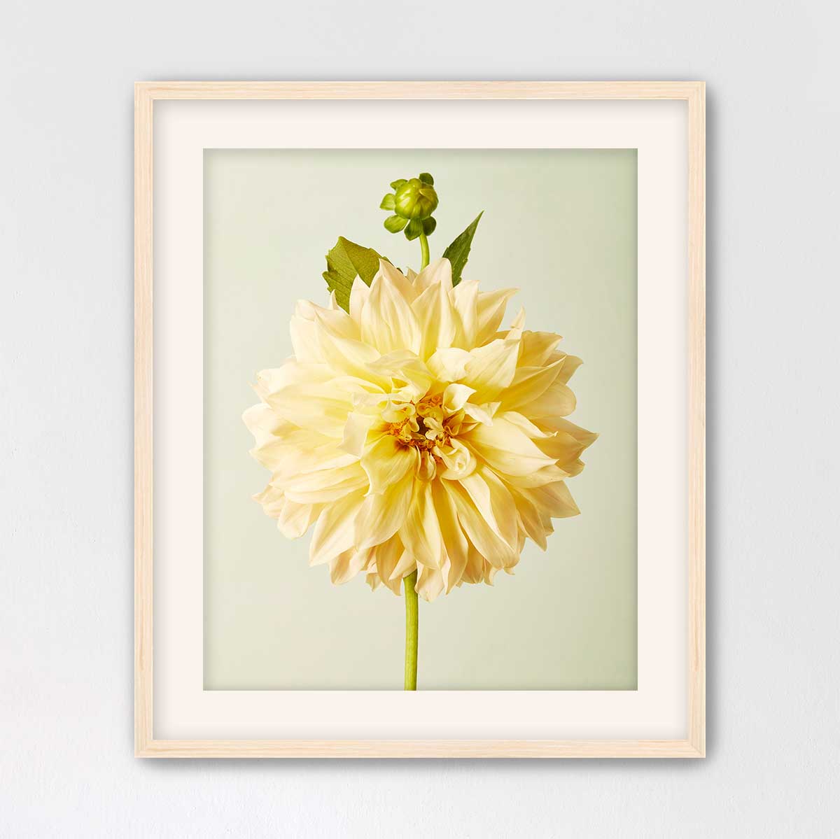 A framed photograph of a large, yellow dahlia flower with a green stem and leaves.